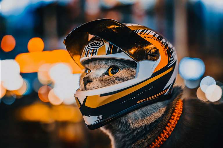 Aliexpress: Casco de motociclista para Gato