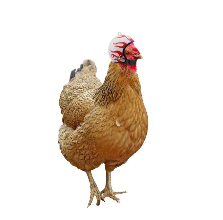 Aliexpress: Casco para gallina