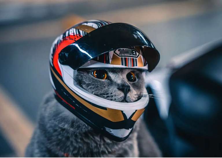 Aliexpress: Casco para Gato Motociclista