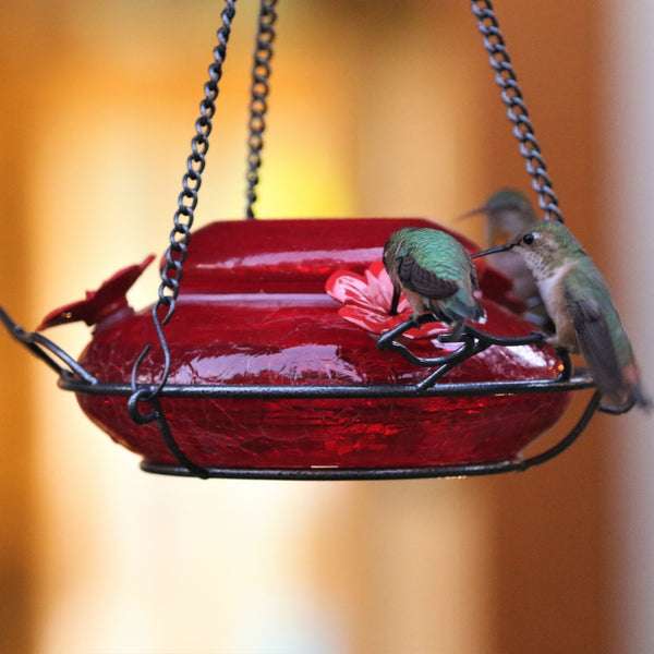 Amazon: Comedero de colibrí soplado a Mano - Rojo