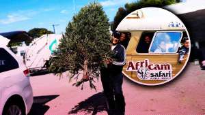 Dona tu árbol de Navidad a cambio de un 2x1 en Africam Safari