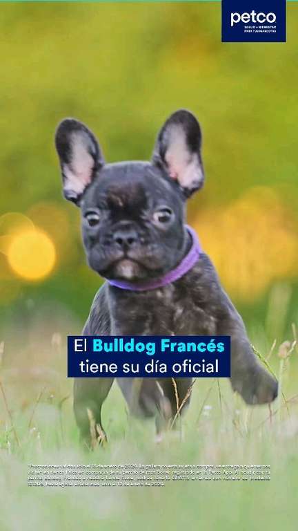 Petco - Galleta y pechera GRATIS por Día del Bulldog Frances