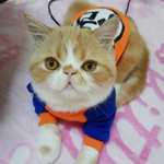 ALIEXPRESS: Disfraz de gato a la moda, chaleco para gato DESDE $27 envio gratis