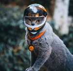 Aliexpress: Casco para Gato Motociclista