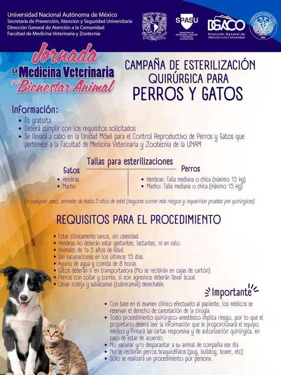 Esterilización gratuita para perros y gatos en CU/CDMX